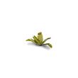 Laser Plants - Banana Tree