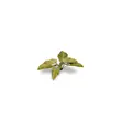 Laser Plants - Elephant Ear
