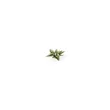 Laser Plants - Plantain Lily
