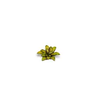 Laser Plants - Dumb Cane