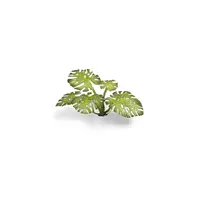 Laser Plants - Monstera