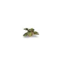 Laser Plants - Monstera