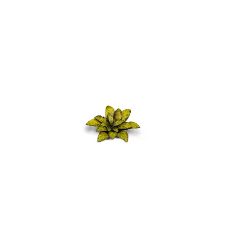 Laser Plants - Dumb Cane