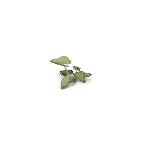Laser Plants - Elephant Ear