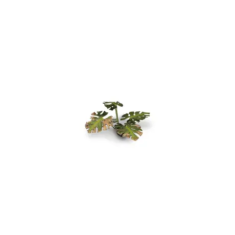 Laser Plants - Monstera