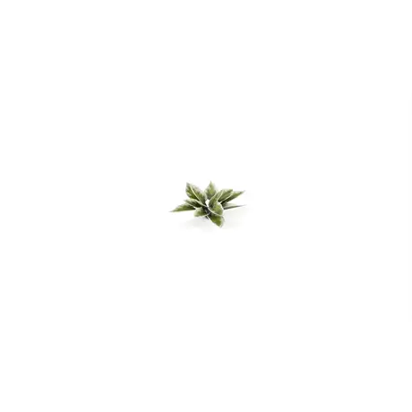 Laser Plants - Plantain Lily