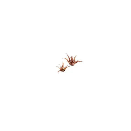 Laser Plants  - Red Aloe